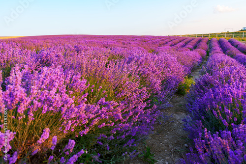 Lavender field rows in summer on sunset