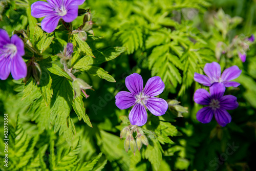 Fototapeta Naklejka Na Ścianę i Meble -  Purple flowers in the garden.