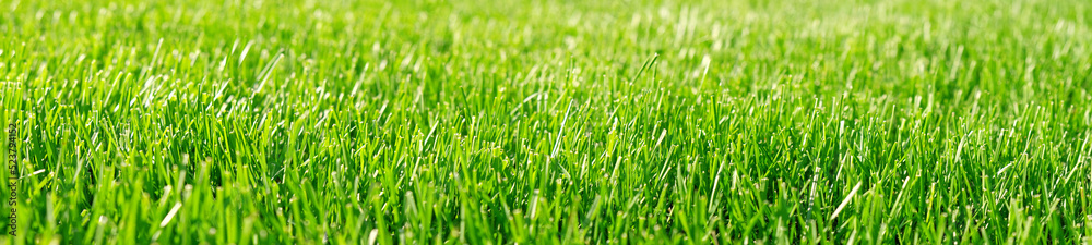 Close up green grass, natural greenery background texture of lawn garden. Ideal concept used for making green flooring, lawn for training football pitch, Grass Golf Courses, green lawn pattern.