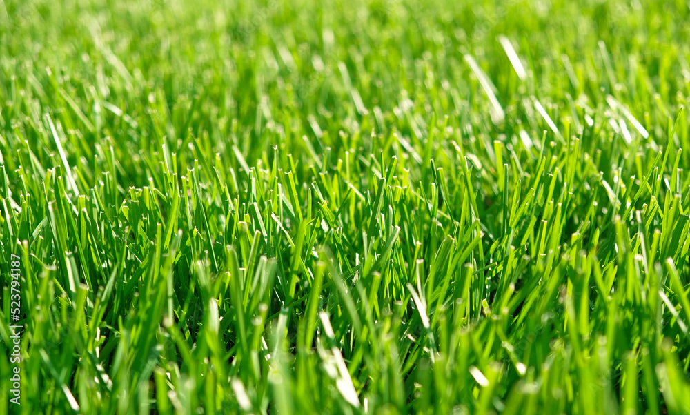 Close up green grass, natural greenery background texture of lawn garden. Ideal concept used for making green flooring, lawn for training football pitch, Grass Golf Courses, green lawn pattern. Close up green grass, natural greenery background texture of lawn garden. Ideal concept used for making green flooring, lawn for training football pitch, Grass Golf Courses, green lawn pattern.