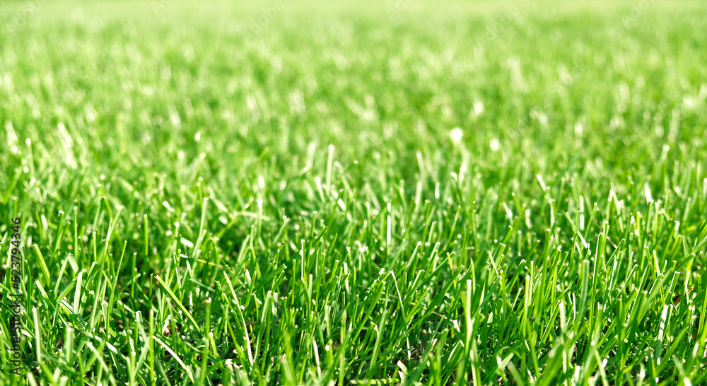 Close up green grass, natural greenery background texture of lawn garden. Ideal concept used for making green flooring, lawn for training football pitch, Grass Golf Courses, green lawn pattern. Close up green grass, natural greenery background texture of lawn garden. Ideal concept used for making green flooring, lawn for training football pitch, Grass Golf Courses, green lawn pattern.