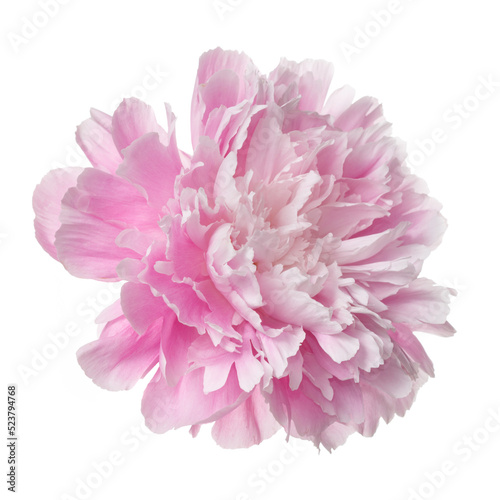 Pink peony flower isolated on white background.