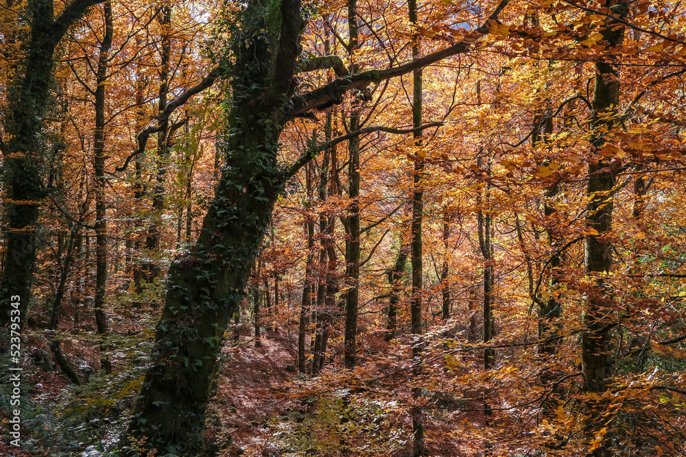 Autumn colours in the forest