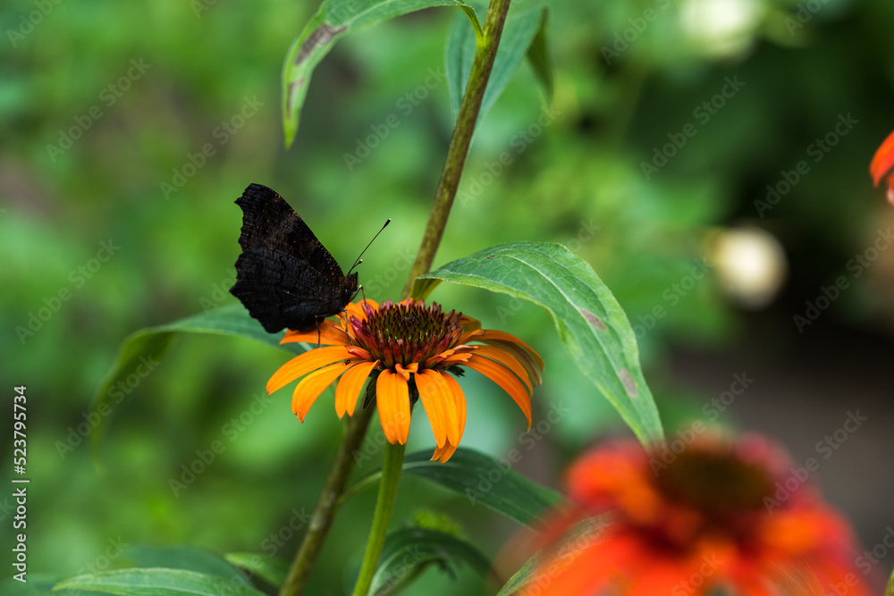 Obraz premium Echinacea purpurea. Flower plant commonly known as coneflower.