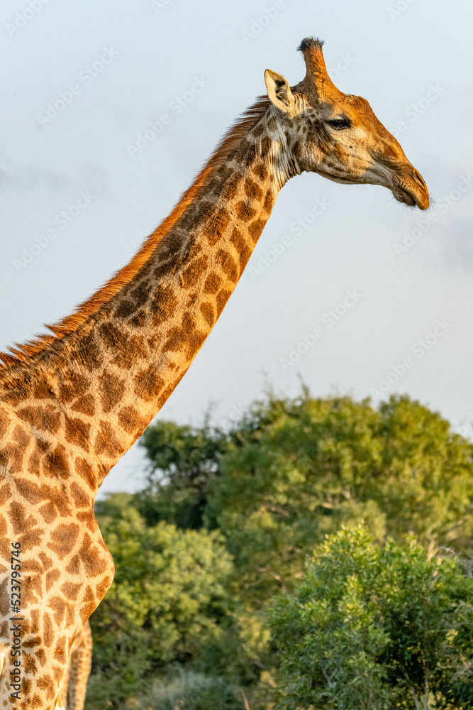 Fototapeta premium creative