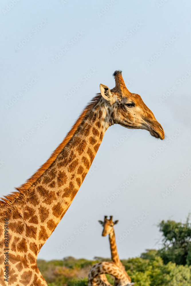 Fototapeta premium creative