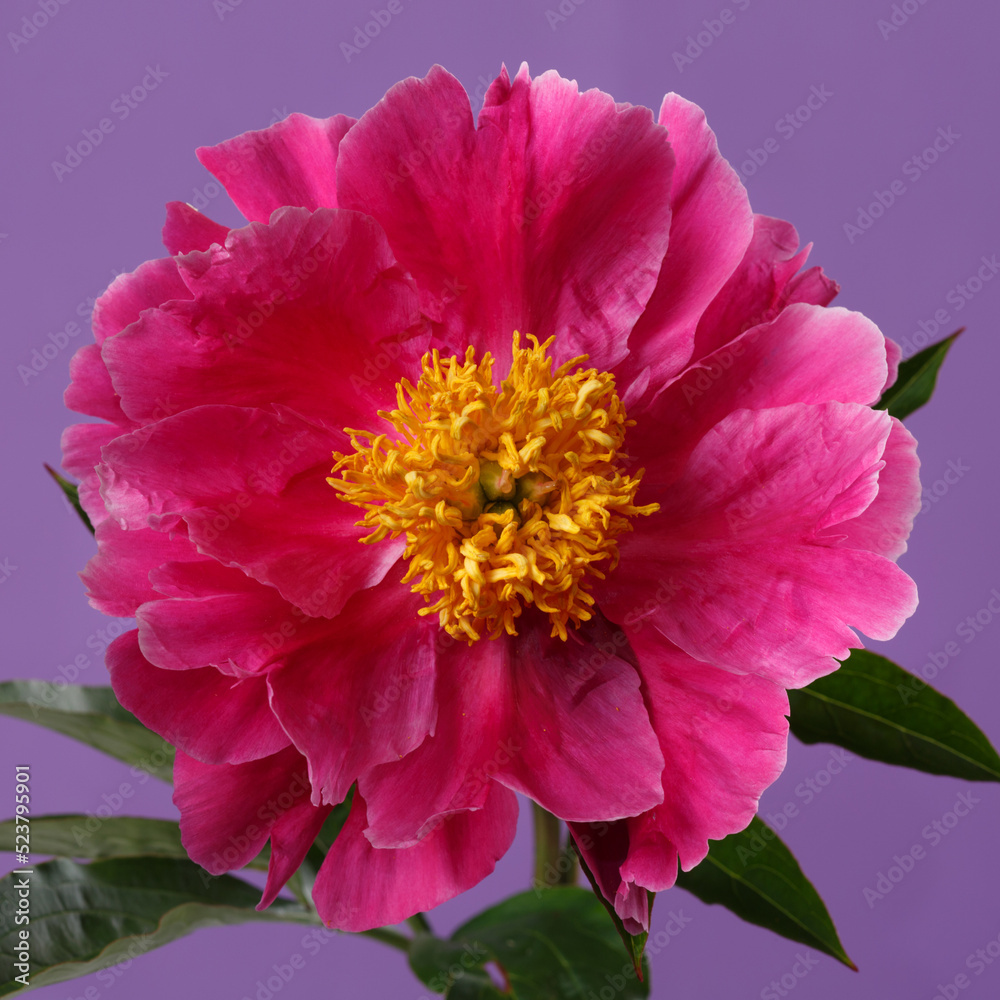 Pink peony flower with yellow center isolated on purple background.