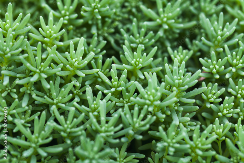Close-up photo of Sedum hispanicum or Spanish stonecrop Close-up photo of Sedum hispanicum or Spanish stonecrop