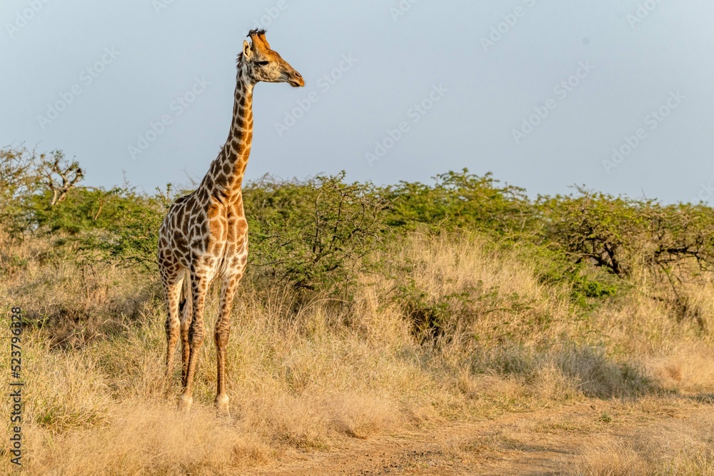 Fototapeta premium creative