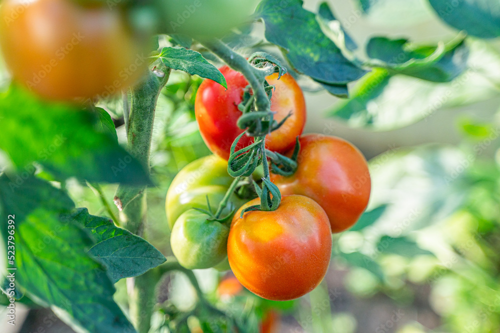 Organic tomatoes in greenhouse