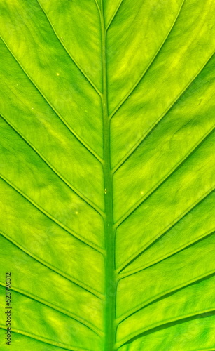 Huge Green Leaf Closeup. Vertical photo photo