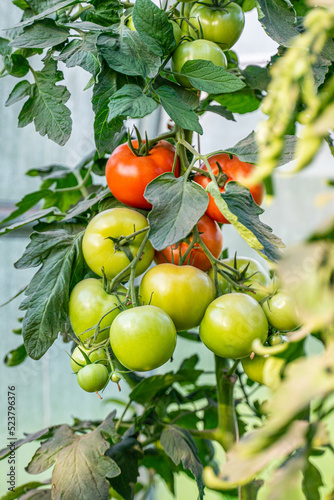 Organic tomatoes in greenhouse