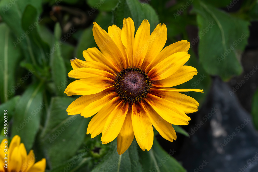 Rudbeckia hirta 'Big Smileyz Love' a yellow orange herbaceous perennial summer autumn flower plant commonly known as Black Eyed Susan or Coneflower stock photo image Rudbeckia hirta 'Big Smileyz Love' a yellow orange herbaceous perennial summer autumn flower plant commonly known as Black Eyed Susan or Coneflower stock photo image