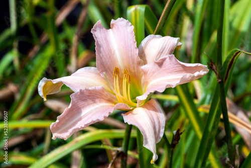 Hemerocallis 'Luxury Lace' a spring summer flowering plant with a pale pink summertime flower commonly known as daylily, stock photo image photo