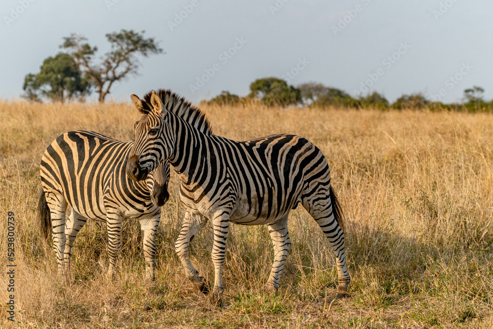 Obraz premium creative