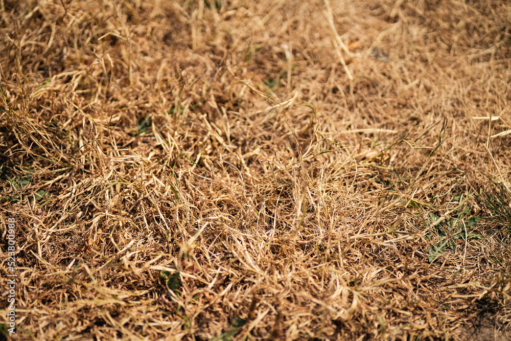 Fototapeta premium Effects of persistent drought on nature