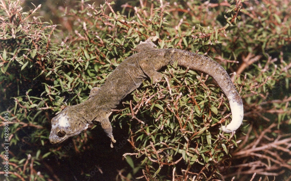 A wrinkled lizard ina green bush A wrinkled lizard ina green bush