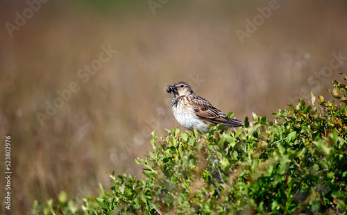 Meadow pipit perched on a bilberry bush with a beak full of insects © Stephen