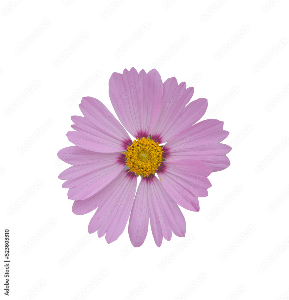Cosmos flower Isolated on transparent background - PNG format.
