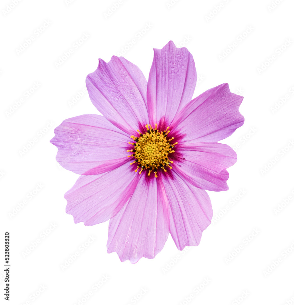 Cosmos flower Isolated on transparent background - PNG format. Cosmos flower Isolated on transparent background - PNG format.