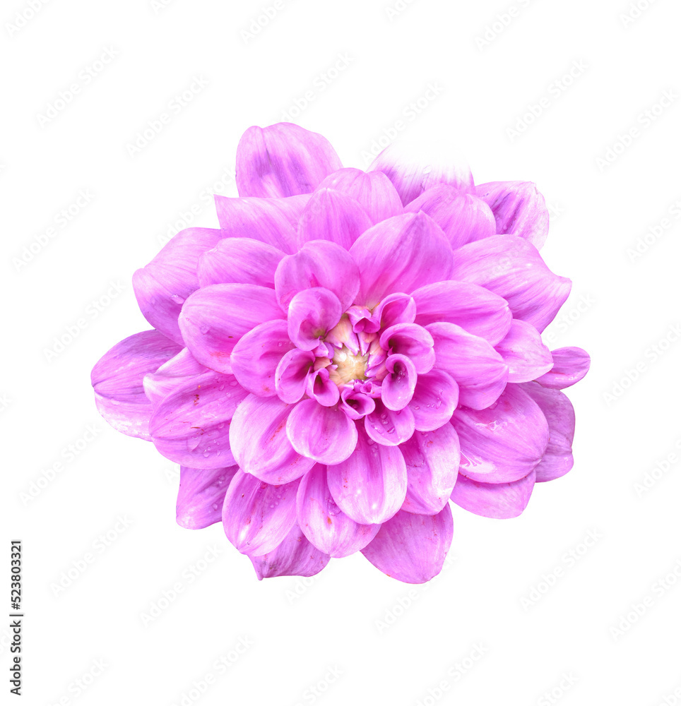 Beautiful Dahlia flower isolated on transparent background - PNG format.
