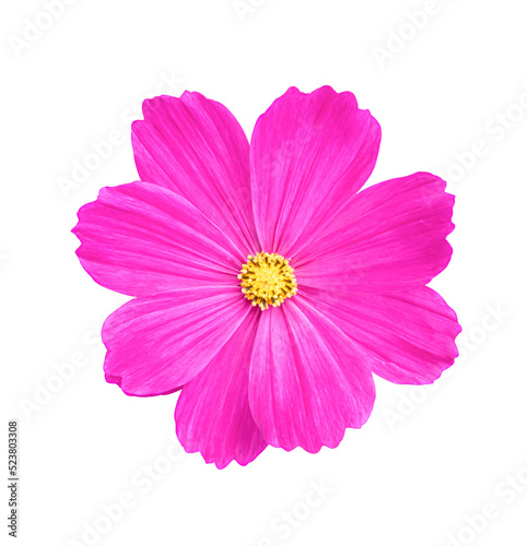 Cosmos flower Isolated on transparent background - PNG format.