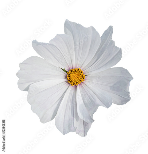 Cosmos flower Isolated on transparent background - PNG format. © banphote
