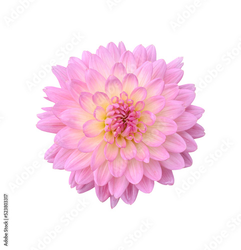 Beautiful Dahlia flower isolated on transparent background - PNG format.