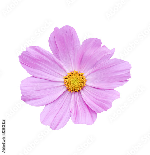 Cosmos flower Isolated on transparent background - PNG format.