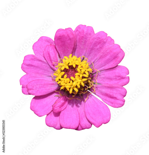 Zinnia flower isolated on transparent background - PNG format.