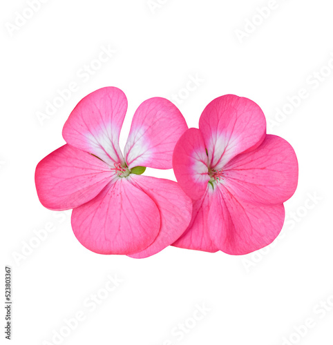 Flower of Geranium isolated on transparent background - PNG format. photo