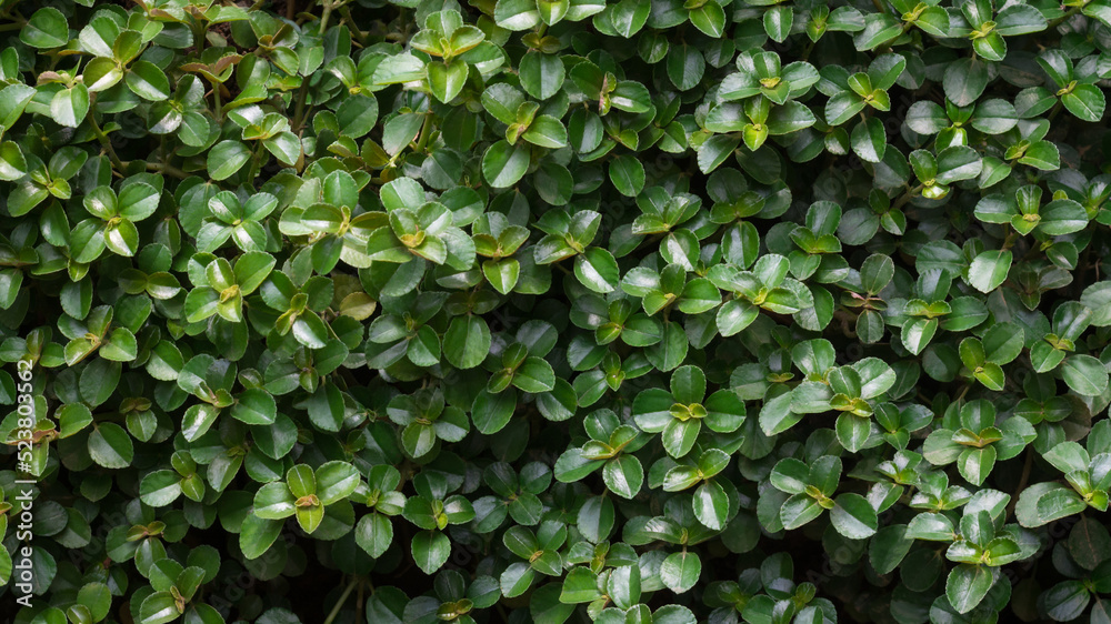 green tropical leaves background texture pattern, natural foliage wallpaper or abstract green tropical leaves background texture pattern, natural foliage wallpaper or abstract