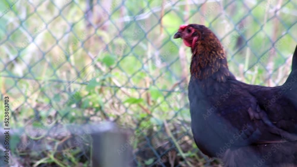 Organic chicken farm with fenced chicken hens in domestic farming with roosters and broilers that peck outdoors with freedom and free range farmyard for better animal husbandary and hapy chicken meat Organic chicken farm with fenced chicken hens in domestic farming with roosters and broilers that peck outdoors with freedom and free range farmyard for better animal husbandary and hapy chicken meat