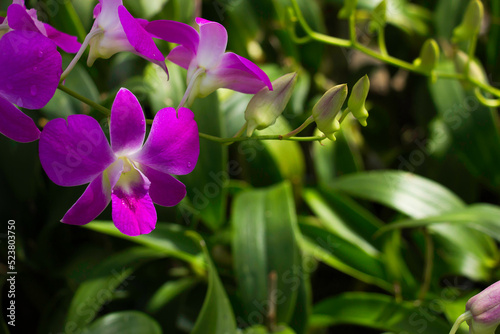 Pink orchid flowers on green nature background.