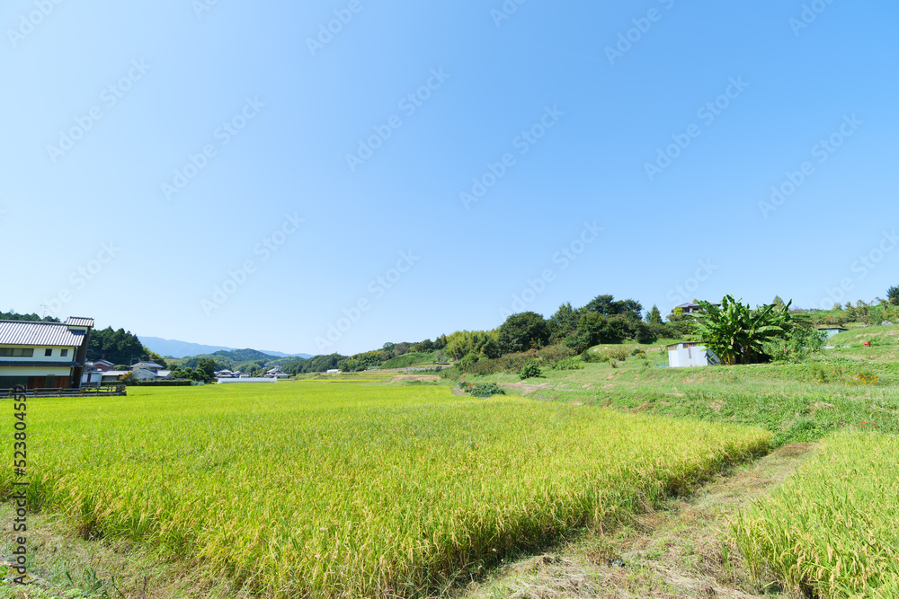 Autumn in a Japanese farming village, a landscape of rice fields with abundant rice crops.