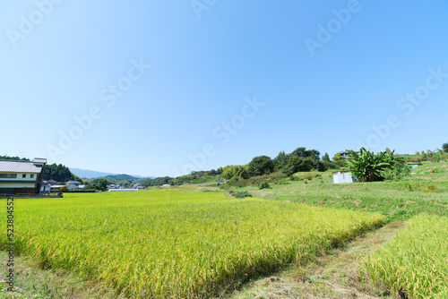Autumn in a Japanese farming village  a landscape of rice fields with abundant rice crops.