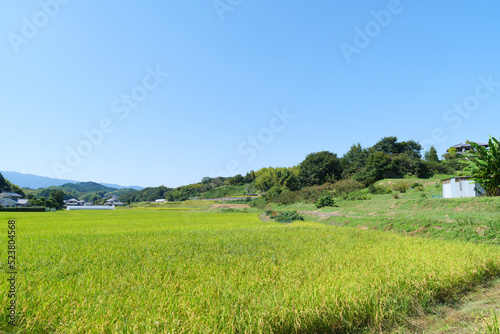 Autumn in a Japanese farming village, a landscape of rice fields with abundant rice crops. © 隼人 岩崎
