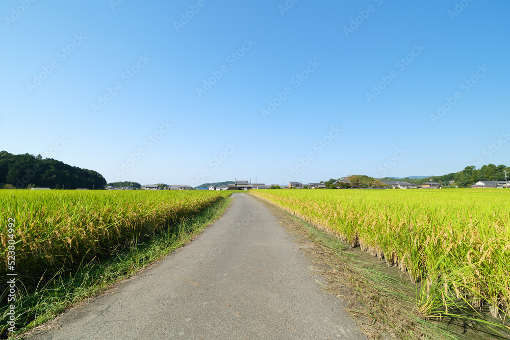 A sunny Japanese autumn, fields full of rice, and a straight road.