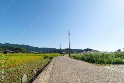 A sunny Japanese autumn, fields full of rice, and a straight road.