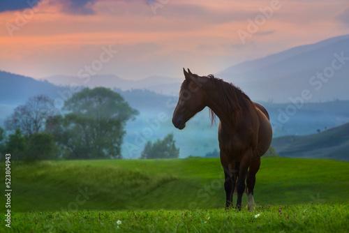 Horse on pasture in mountain landscape © callipso88