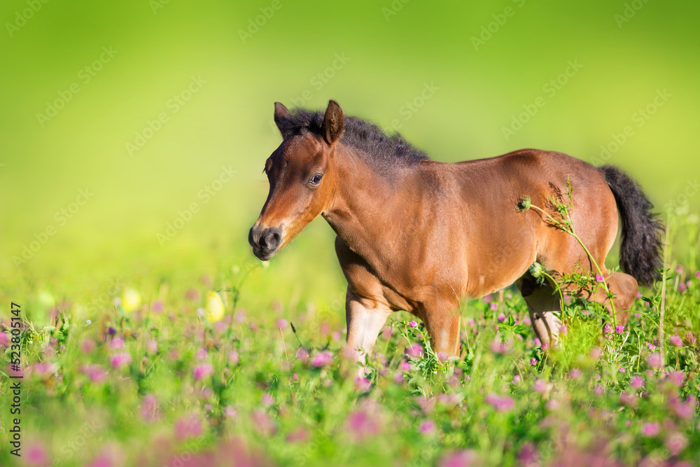 Fototapeta premium mare and foal