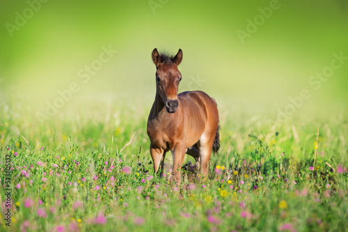 Bay foal close up in flowers