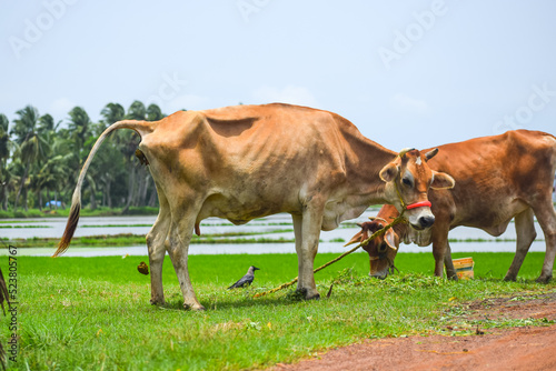 Indian cow grazing in the field. Domestic animal. Cattle or livestock.