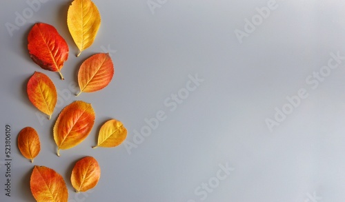 Yellow-red leaves of trees on a gray background on the side. Place for text