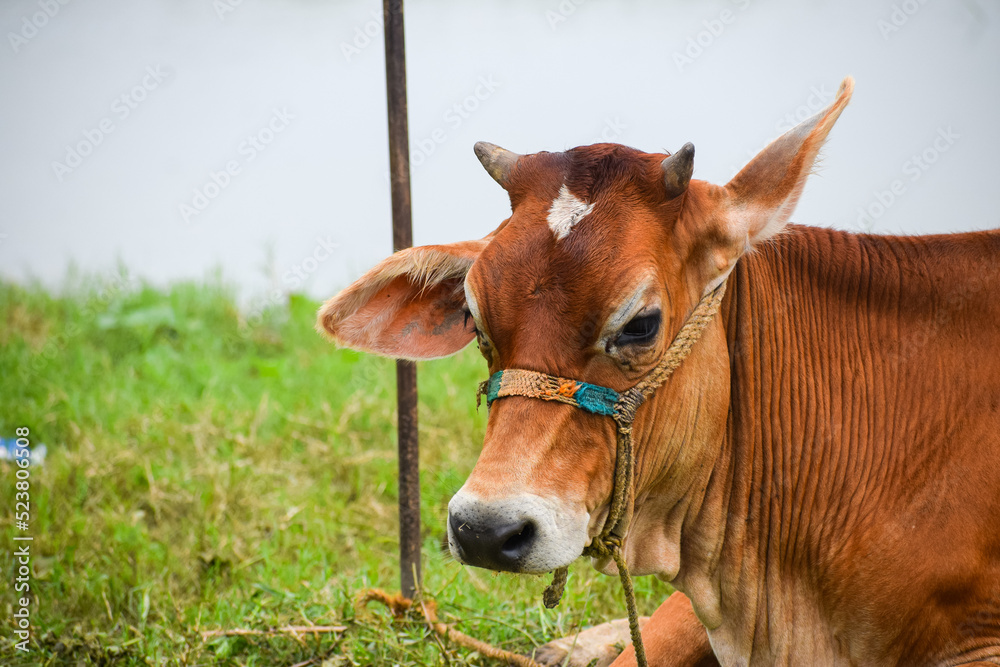 Indian cow grazing in the field. Domestic animal. Cattle or livestock.