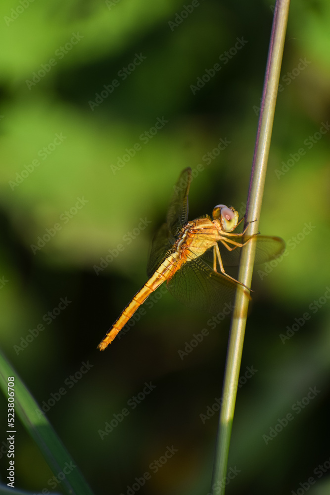 Dragonfly resting on a wire with nature background. Insect. 