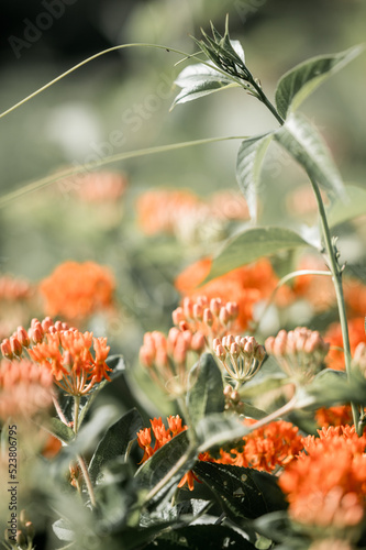orange flowers in the garden
