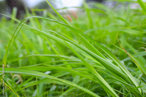 Beautiful green grass background. Seamless natural leaves.