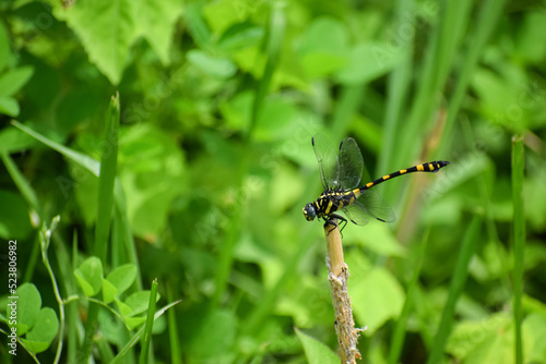 Golden ringed dragonfly perching. Beautiful insect. Jumbo dragonfly.