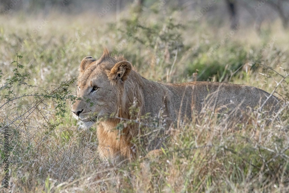 Naklejka premium creative